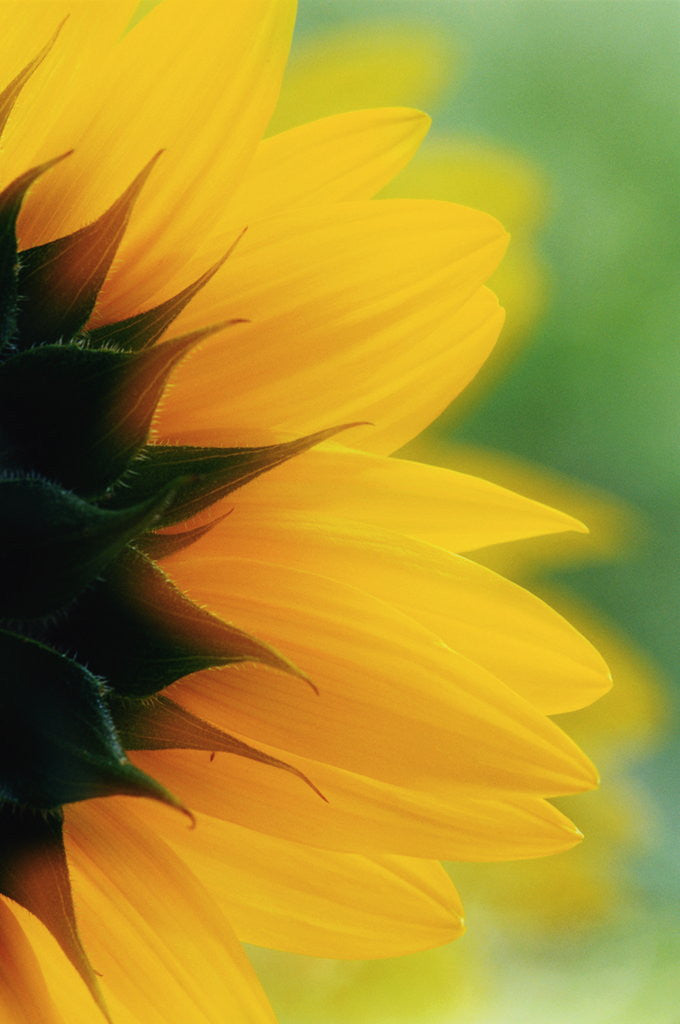 Detail of Close-up of Sunflower by Anonymous