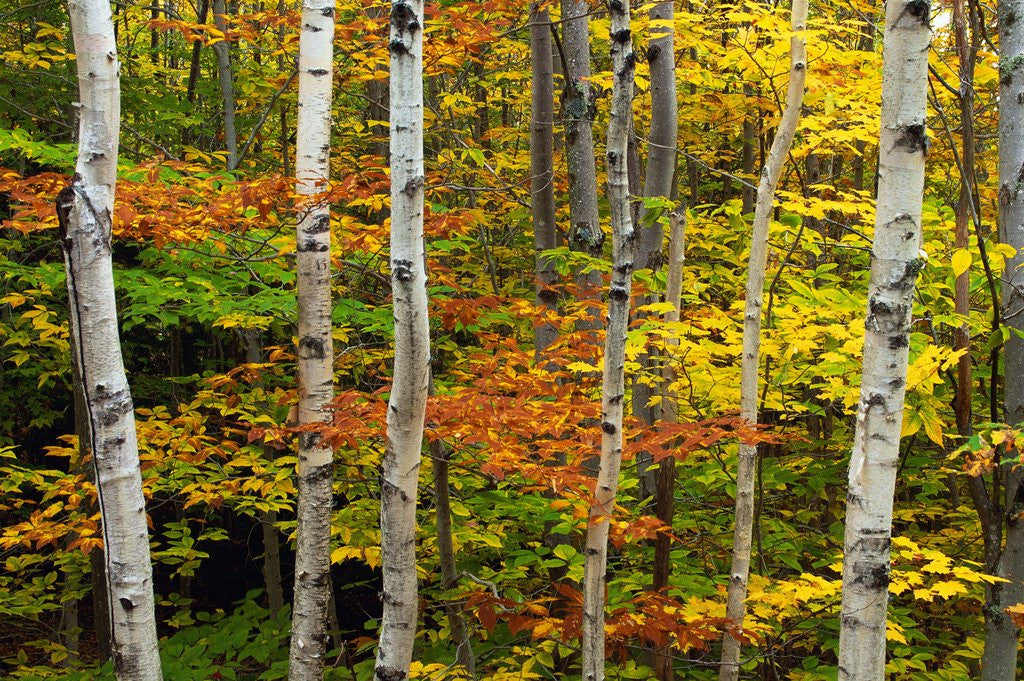 Detail of Birch and Maple Trees in Autumn by Corbis