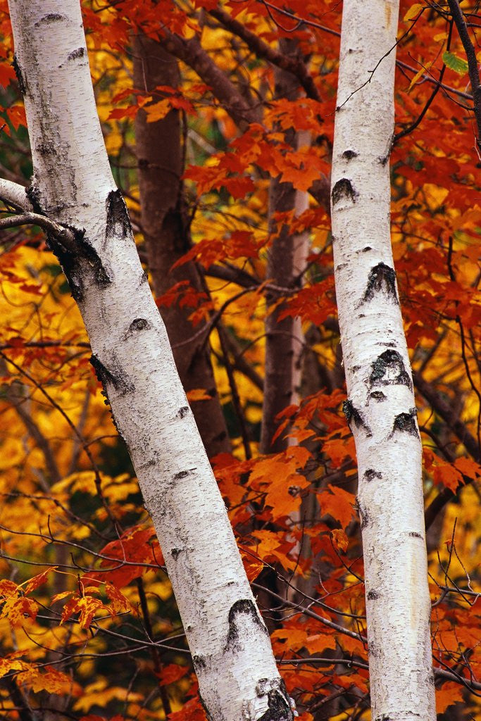 Detail of Birch and Maple Trees in Autumn by Anonymous