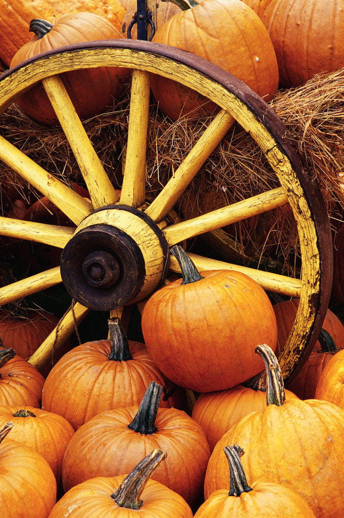Detail of Pumpkins on Display by Anonymous
