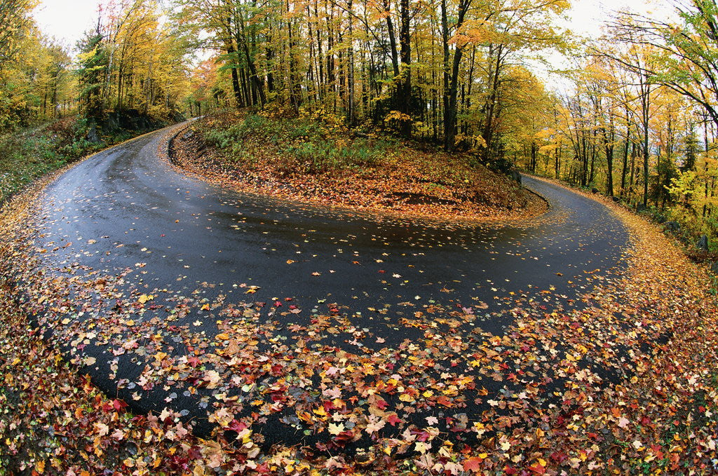 Detail of Autumn Leaves on a Curved Road by Corbis