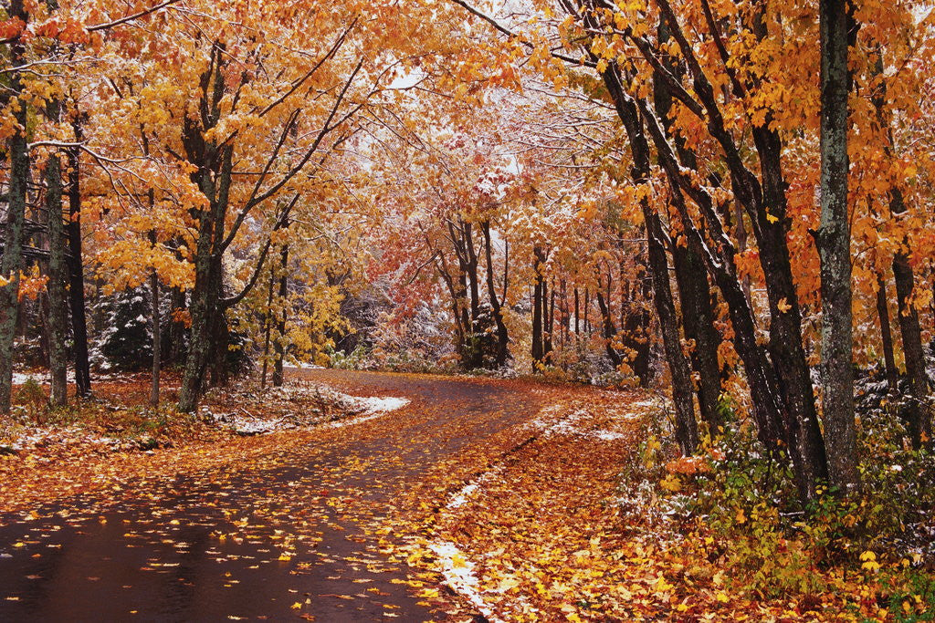 Detail of Fresh Snow on a Rural Road by Anonymous
