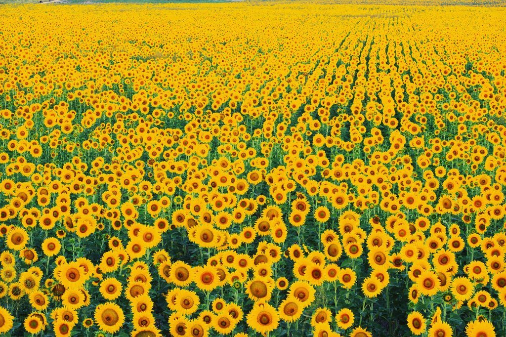 Detail of Field of Sunflowers by Anonymous