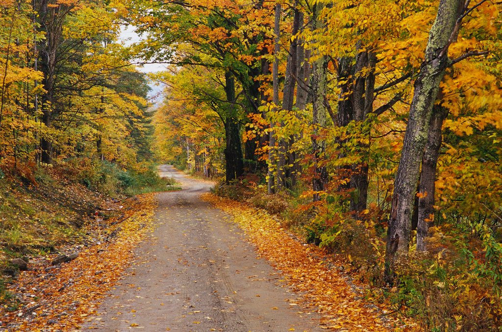 Detail of New England Road in Autumn by Anonymous