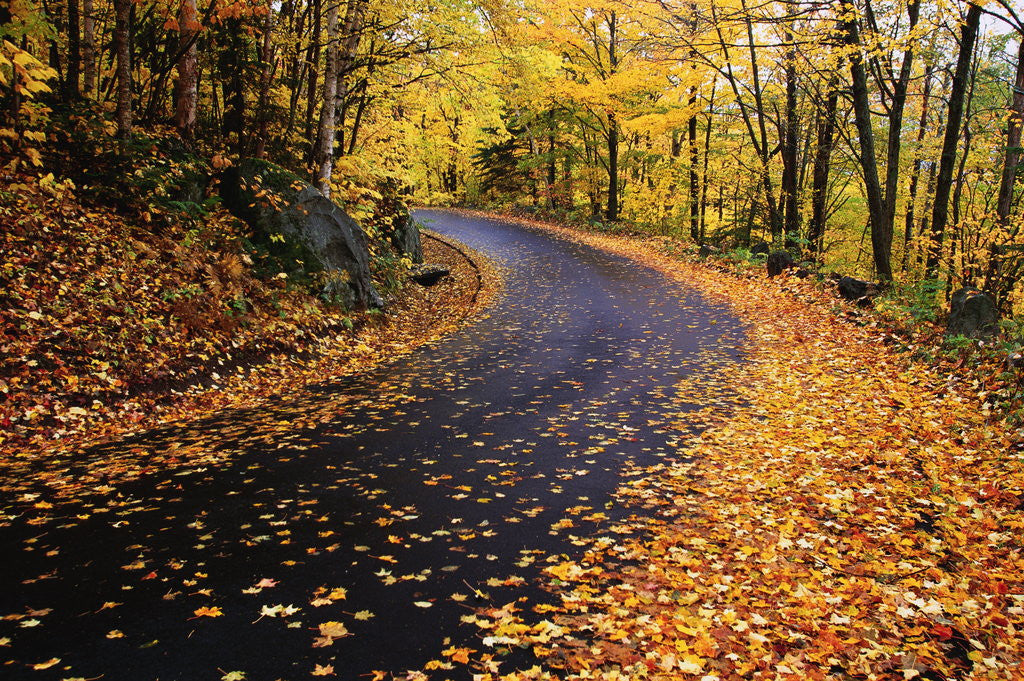 Detail of Autumn Leaves on a Curved Road by Anonymous
