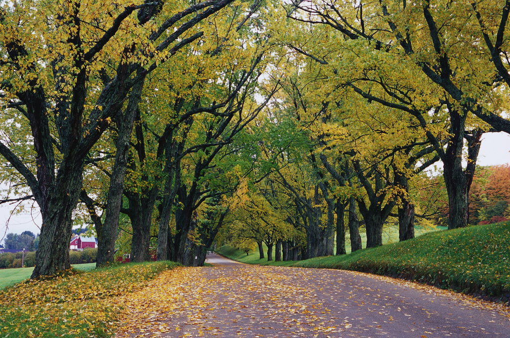 Detail of Rural Road in Autumn by Anonymous