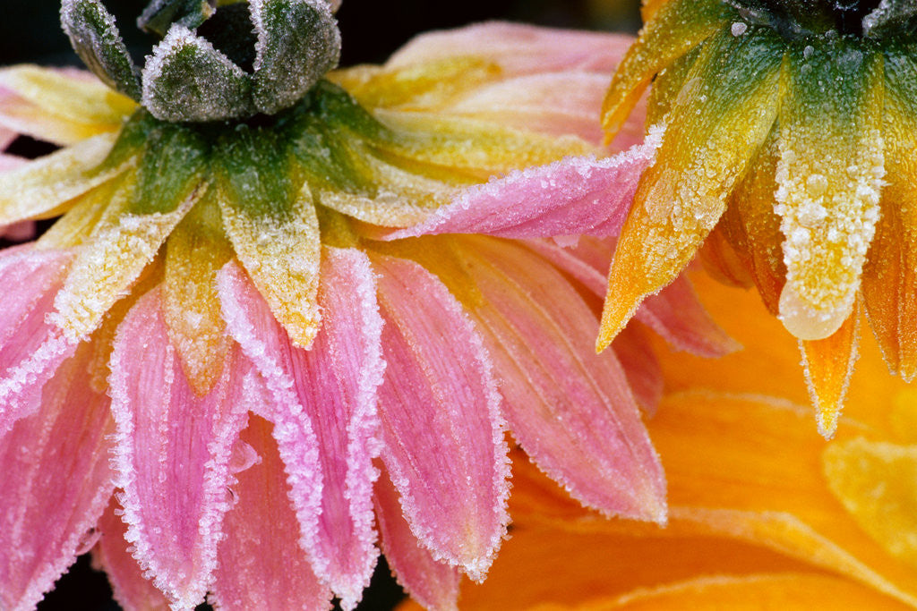 Detail of Frost on Dahlia Petals by Corbis