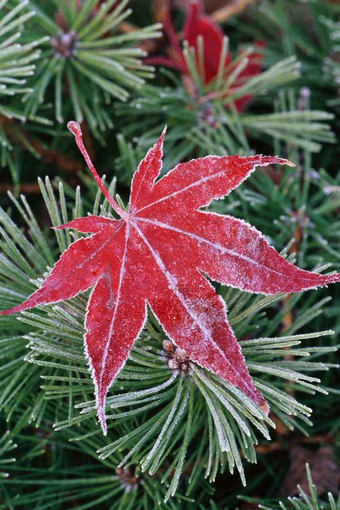 Detail of Frost on Japanese Maple Leaf and Pine Needles by Anonymous