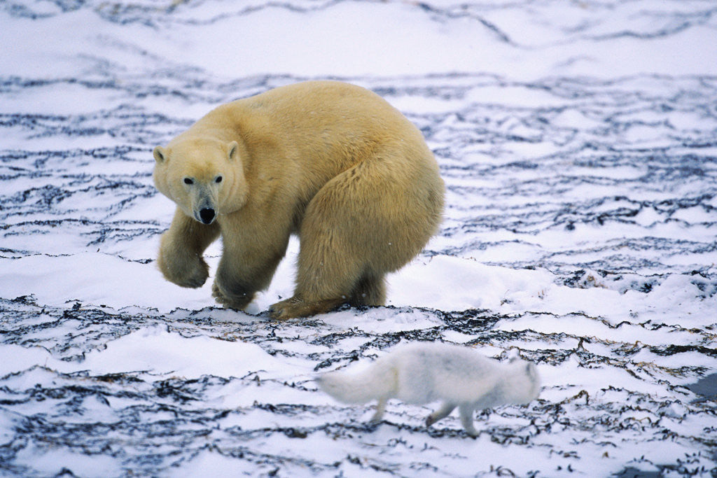 Detail of Polar Bear and Arctic Fox by Corbis
