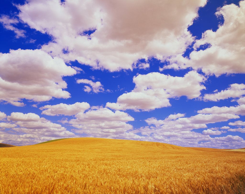 Detail of White Clouds Over Wheat Field by Anonymous