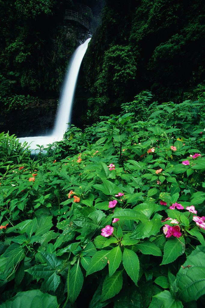Detail of La Paz Waterfall and Blooming Impatiens by Anonymous