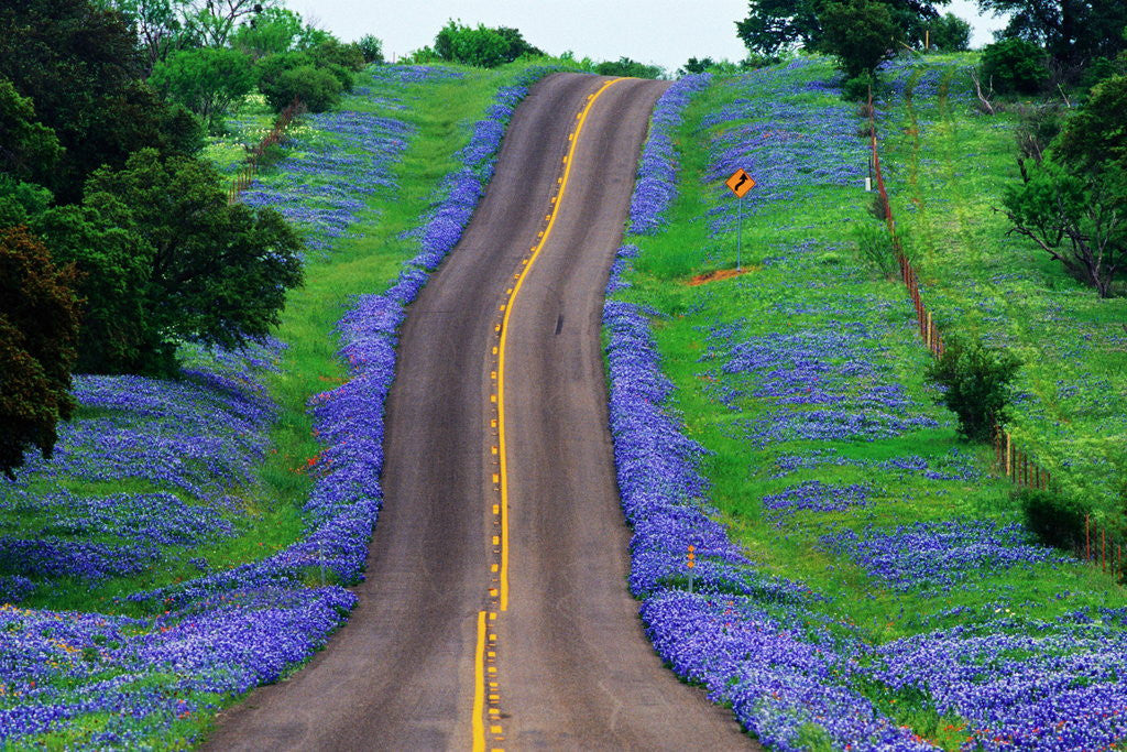 Detail of Bluebonnets Along a Highway by Anonymous
