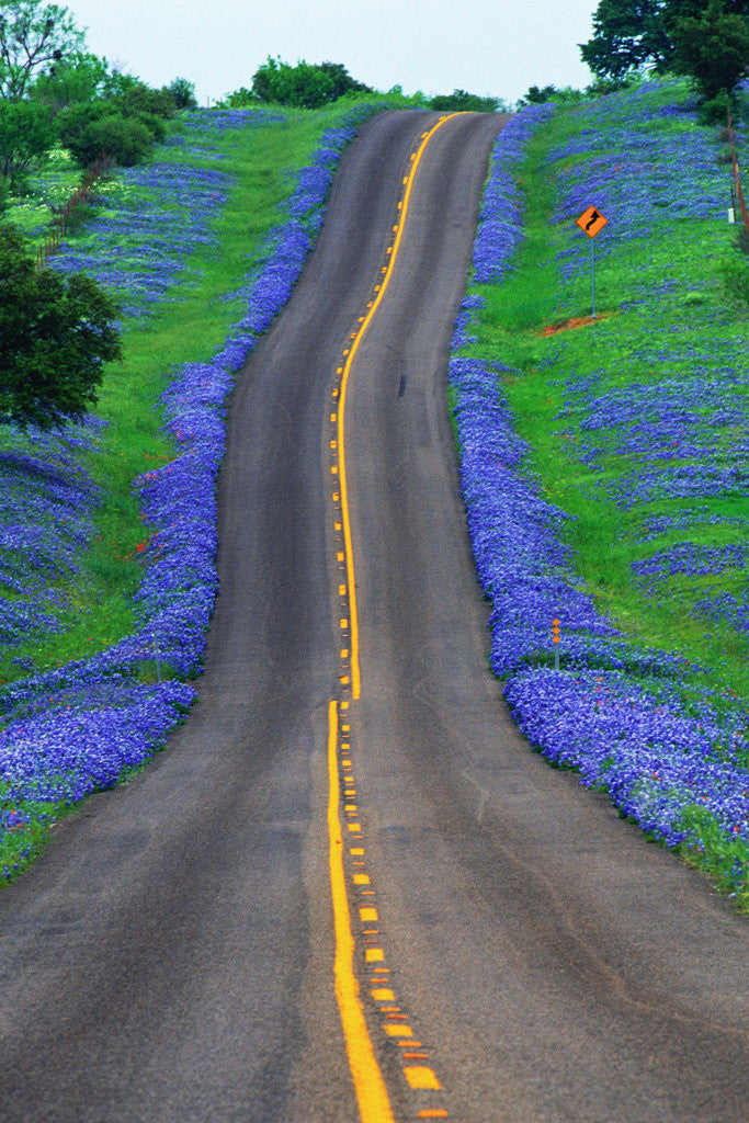 Detail of Bluebonnets Along a Highway by Corbis