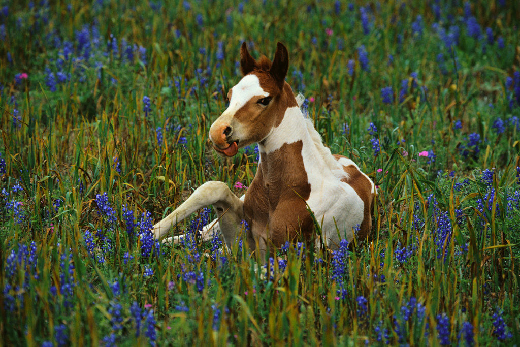 Detail of Colt Resting Among Bluebonnets by Corbis