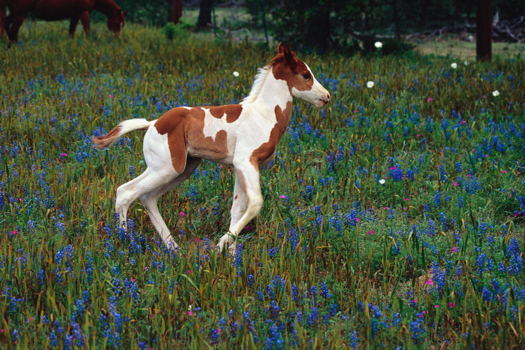 Detail of Colt Trotting Among Bluebonnets by Corbis