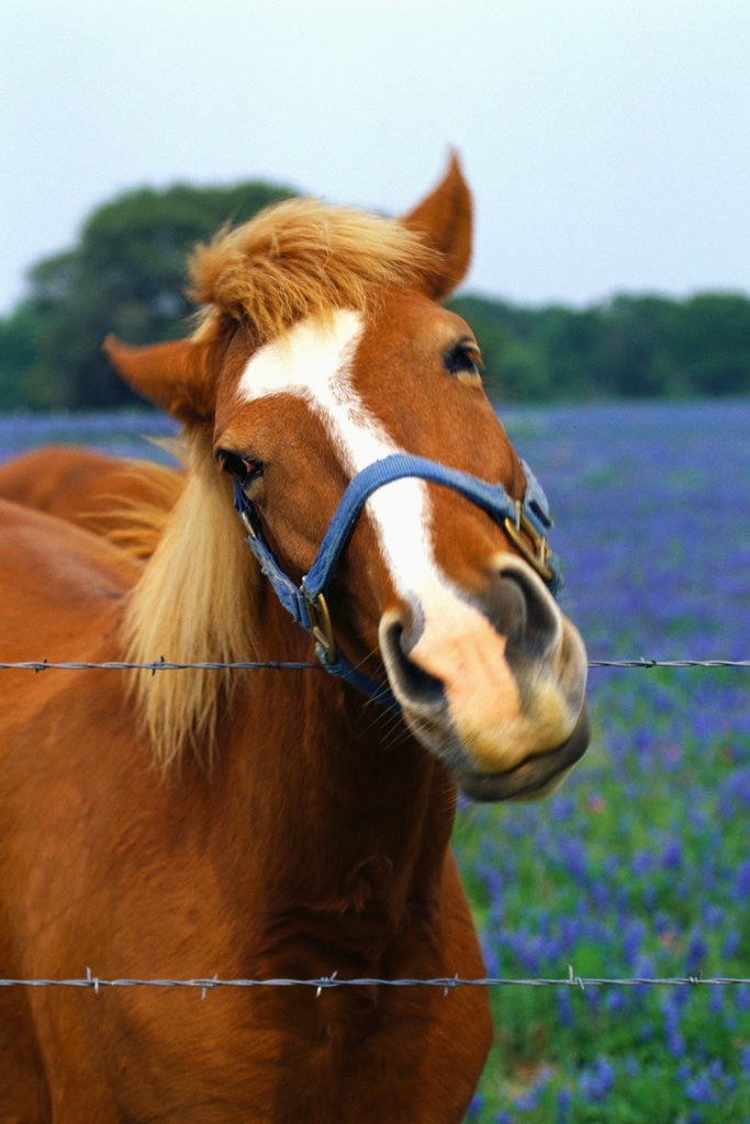 Detail of Horse Portrait by Anonymous