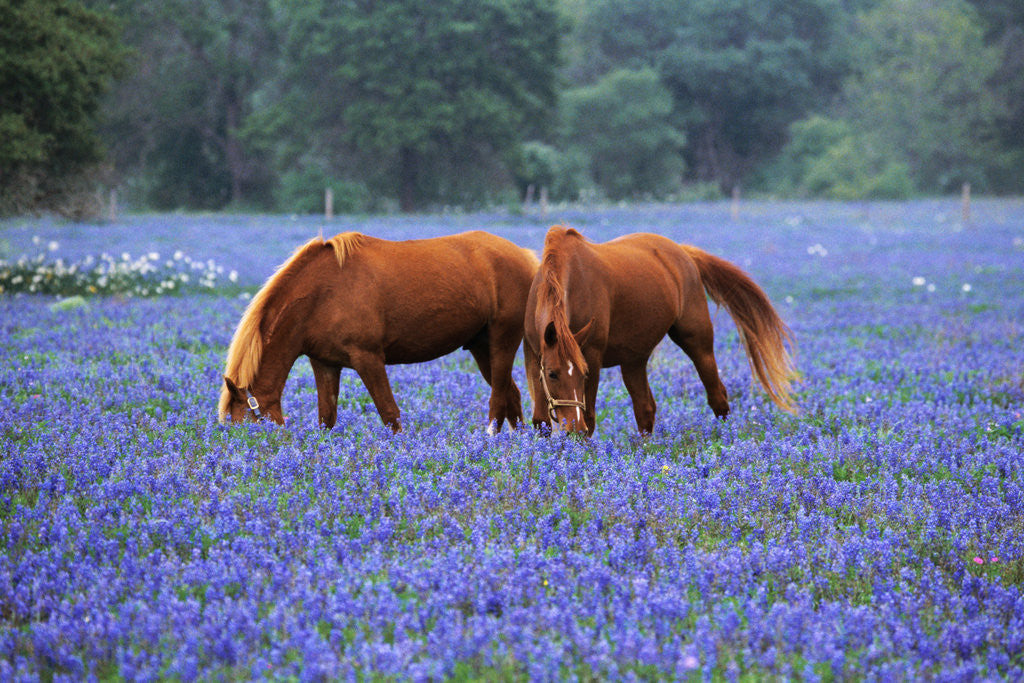 Detail of Horses Grazing Among Bluebonnets by Anonymous