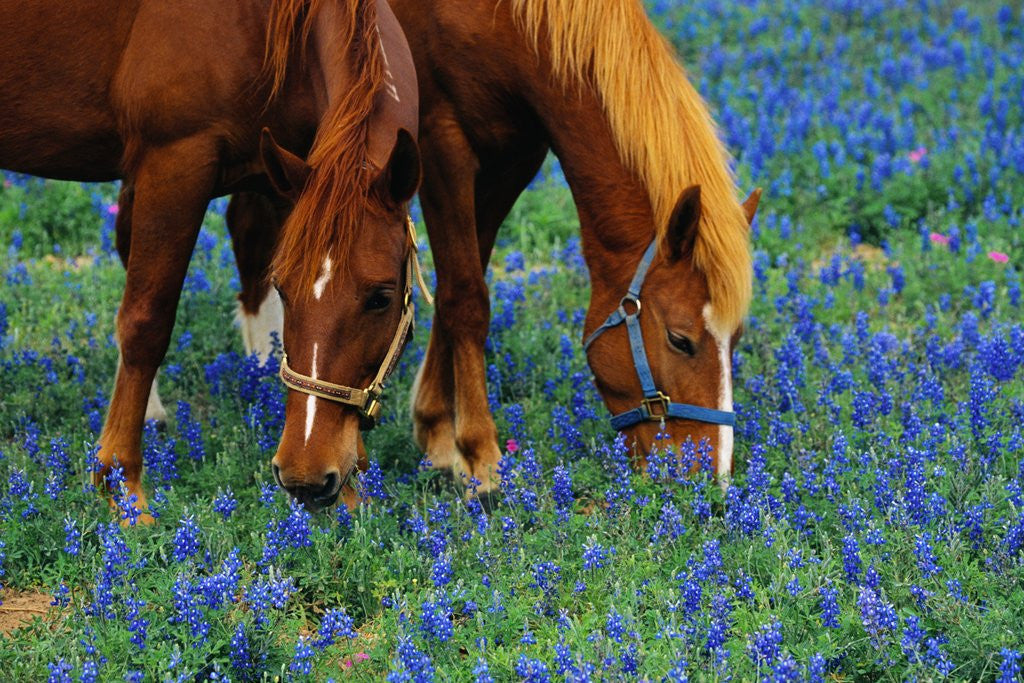 Detail of Horses Grazing Among Bluebonnets by Corbis