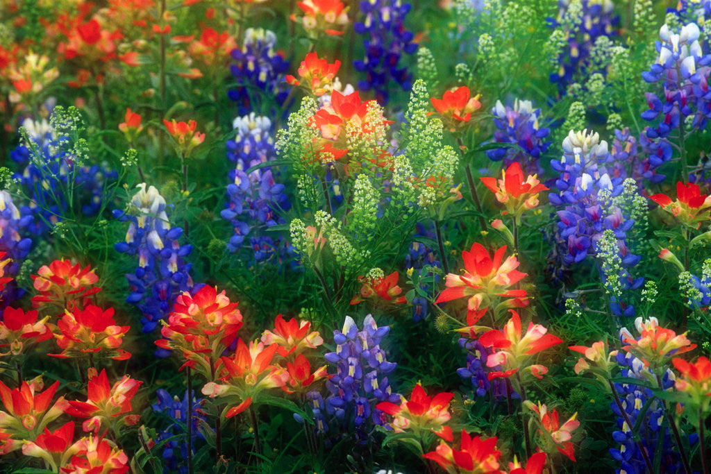 Detail of Bluebonnets and Paint Brush by Anonymous