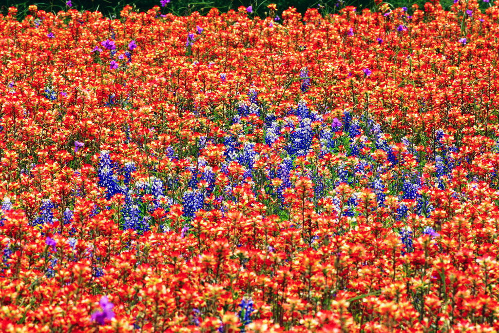Detail of Field of Bluebonnets and Paint Brush by Anonymous