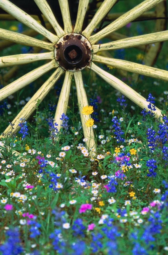 Detail of Wagon Wheel Sitting Among Wildflowers by Corbis