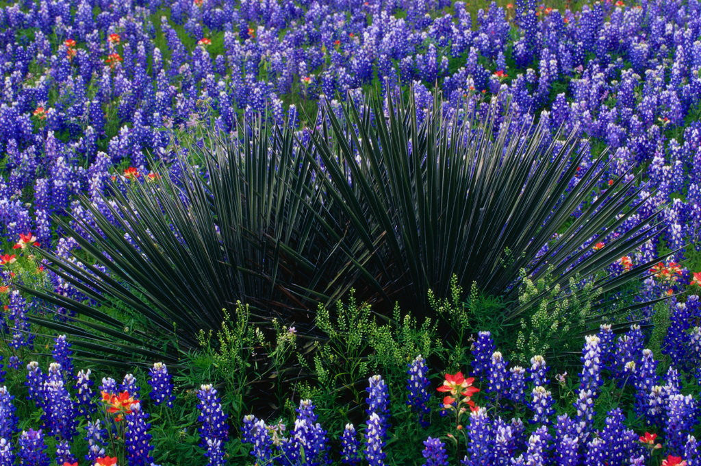 Detail of Bluebonnets Surrounding a Yucca Shrub by Anonymous