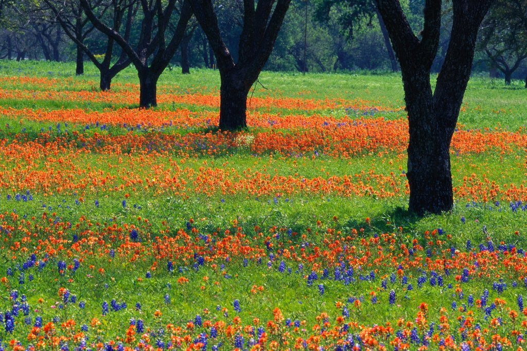 Detail of Field of Bluebonnets and Indian Paintbrush by Anonymous