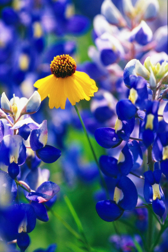 Detail of Coreopsis and Bluebonnets by Corbis