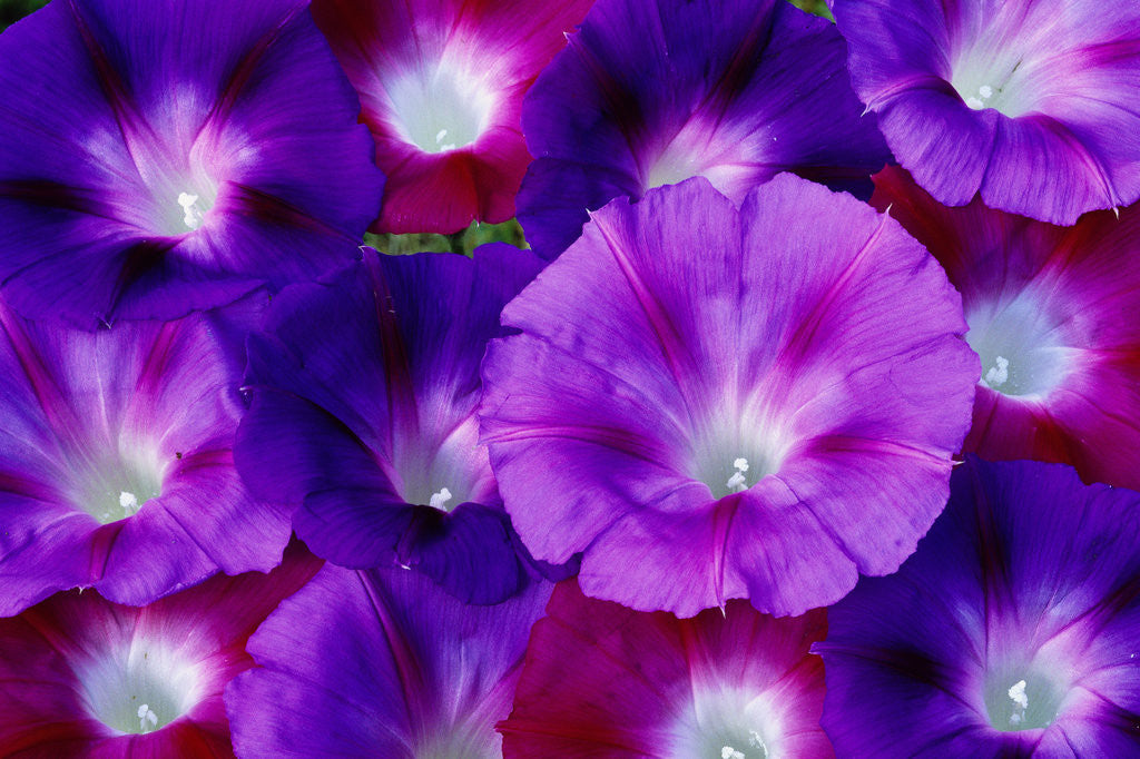 Detail of Detail of Morning Glory Flowers by Anonymous