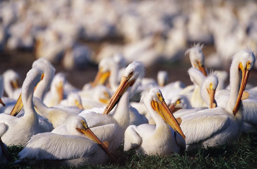 Detail of White Pelicans Nesting by Anonymous