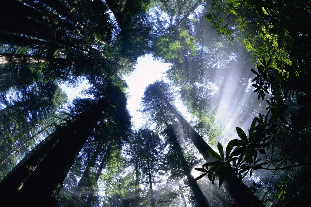 Detail of Sun Breaking through Redwood Canopy by Anonymous