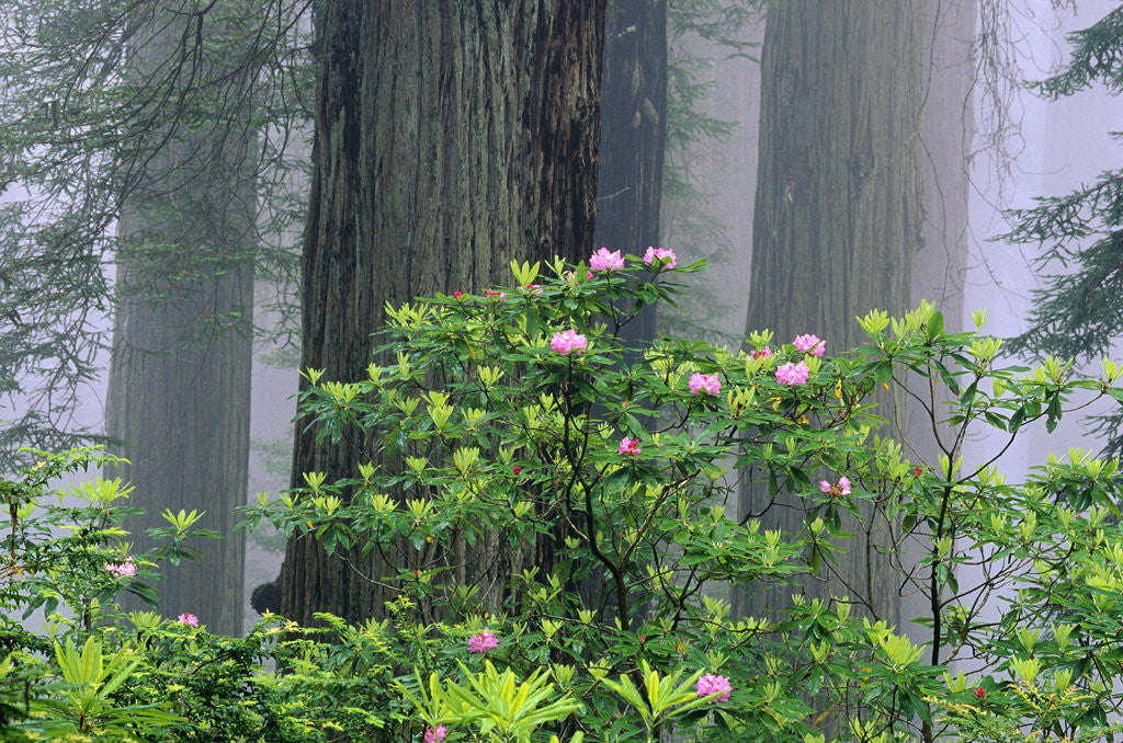 Detail of Rhododendrons and Redwoods by Anonymous