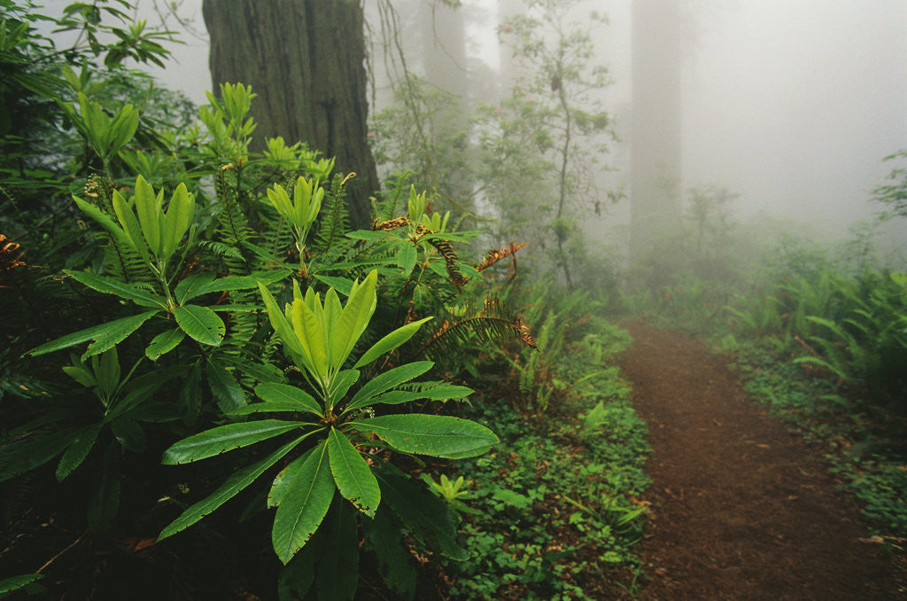 Detail of Rhododendrons and Forest Trail by Anonymous