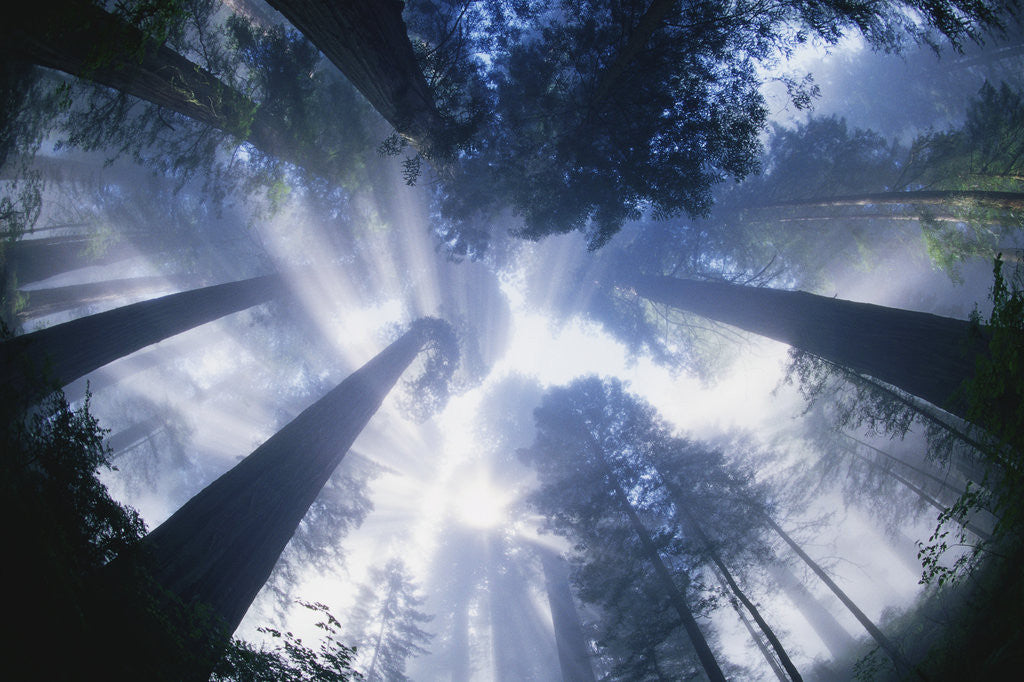 Detail of Sun Breaking through Redwood Canopy by Anonymous