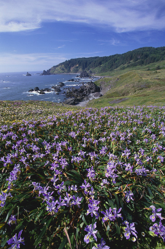Detail of Oregon Coast and Douglas Iris by Anonymous
