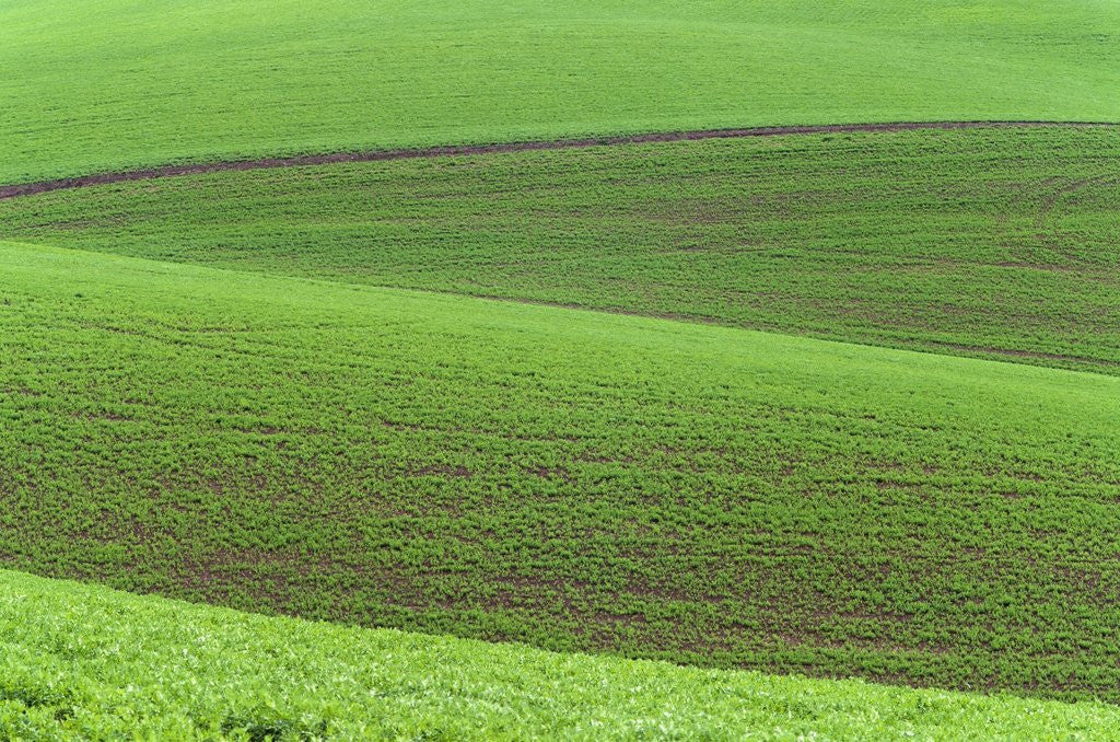 Detail of Pea Fields by Anonymous