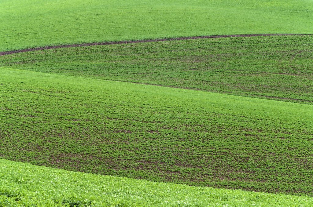 Detail of Pea Fields by Corbis