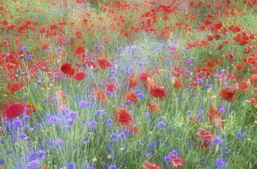 Detail of Field of Red Poppies and Bachelor Buttons by Anonymous
