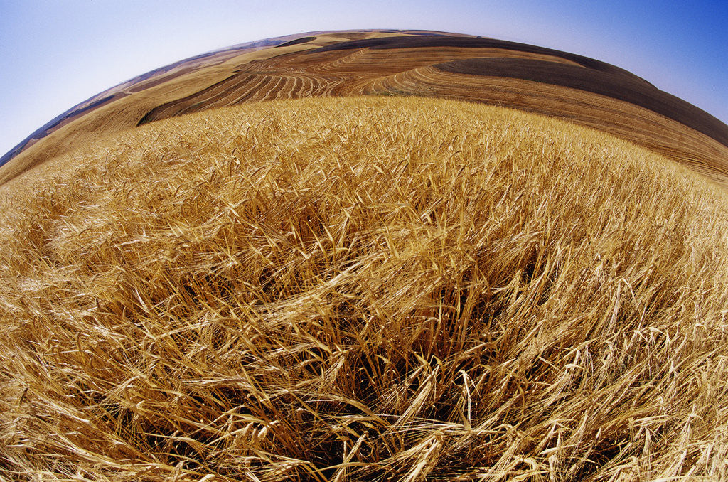Detail of Barley at Harvest Time near Dusty, Eastern Washington. by Anonymous