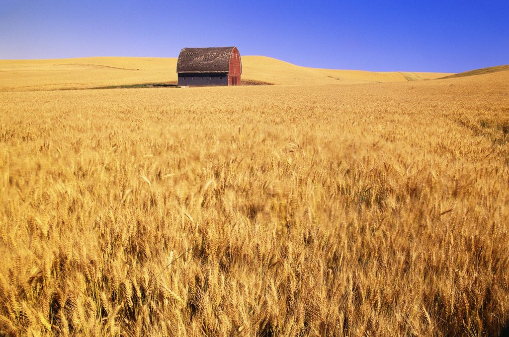 Detail of Old Barn in Wheat Field, Eastern Washington by Anonymous