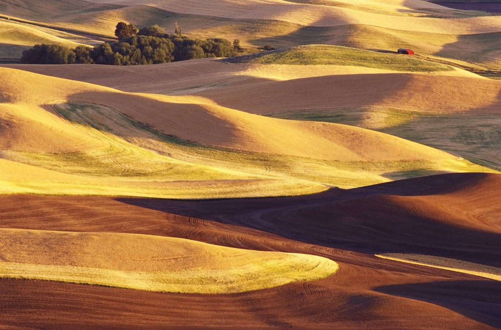 Detail of Rolling Wheat and Fallow Fields by Anonymous