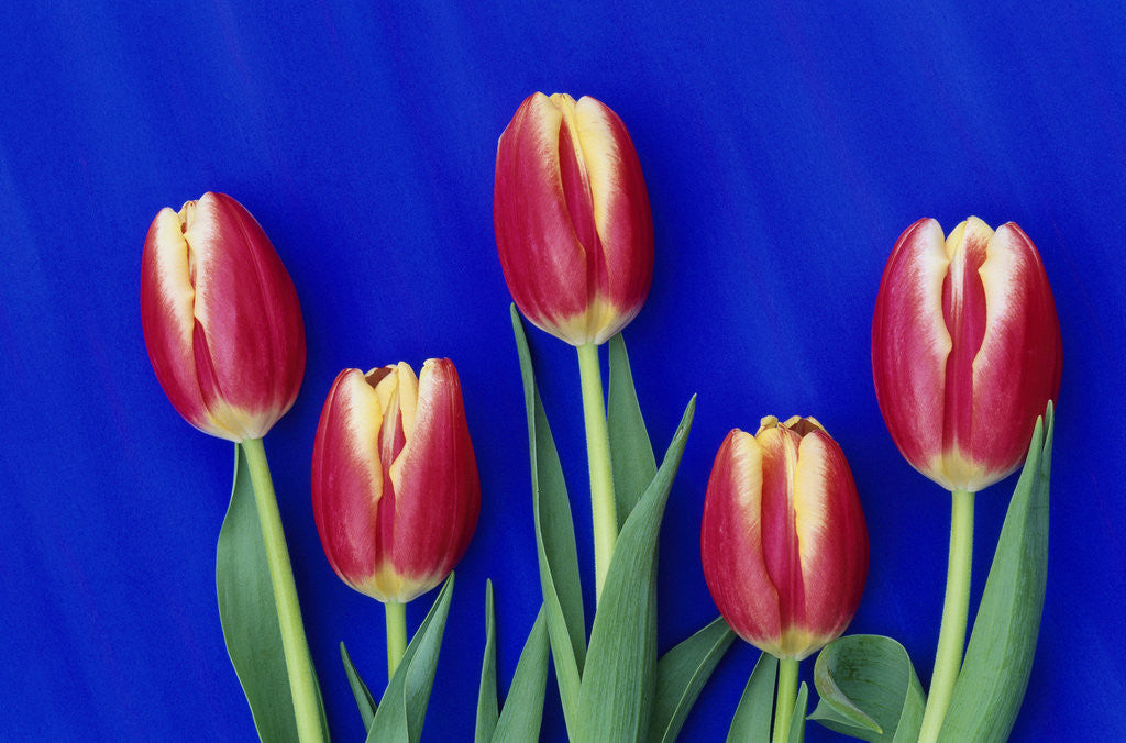 Detail of Tulips with Blue Backdrop by Anonymous