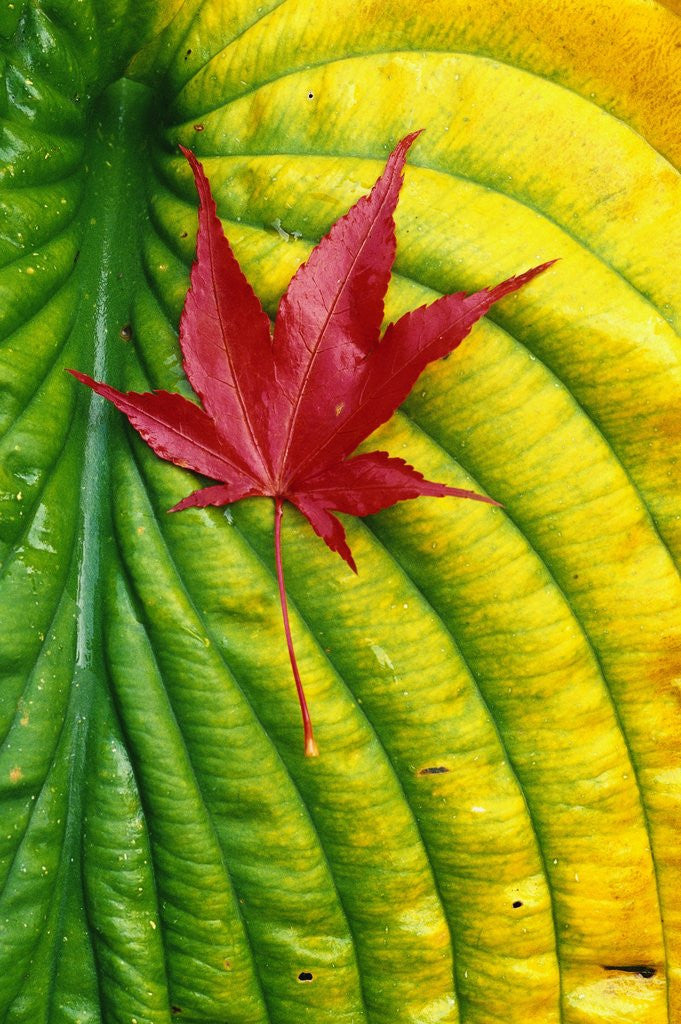 Detail of Japanese Maple Leaf on a Hosta Leaf by Anonymous