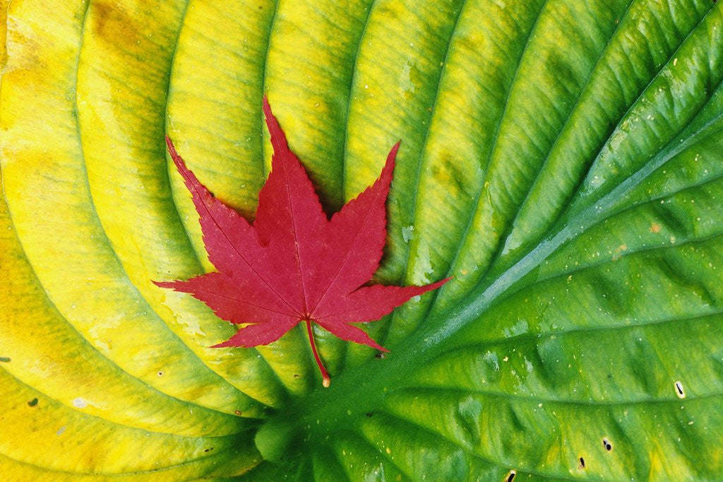 Detail of Japanese Maple Leaf on a Hosta Leaf by Anonymous