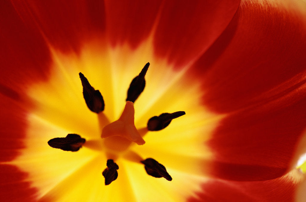 Detail of Red and Yellow Tulip Close-Up by Anonymous