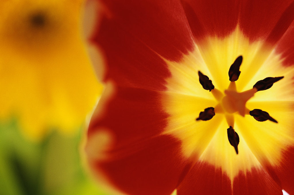 Detail of Red and Yellow Tulip Close-Up by Anonymous