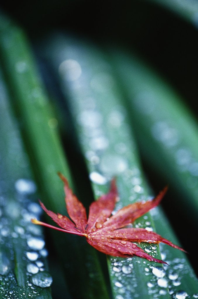 Detail of Dew Drops on Japanese Maple Leaf by Anonymous