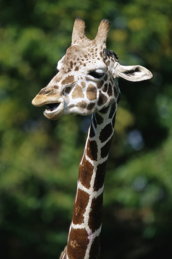 Detail of Reticulated Giraffe at Detroit Zoo by Anonymous