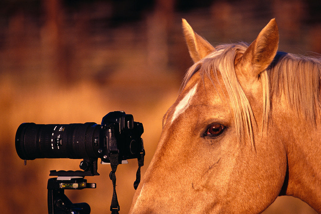 Detail of Horse Peering through Camera by Anonymous