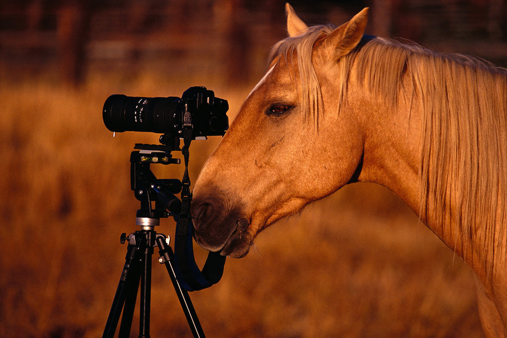 Detail of Horse Peering through Camera by Anonymous